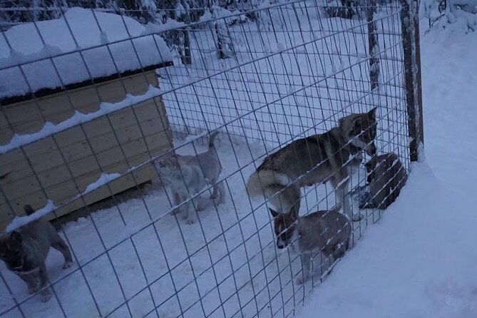 10 km Authentic Husky Safari in the Taiga Forest – Family Kennel - Meeting a small family kennel