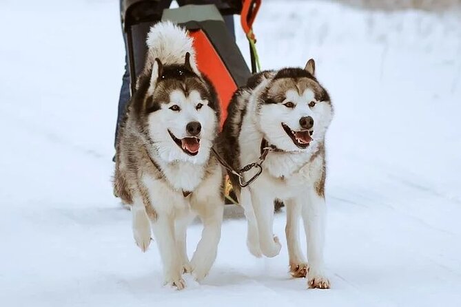 10 km Authentic Husky Safari in the Taiga Forest – Family Kennel - Animal welfare and the working dogs