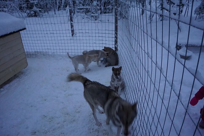 10 km Authentic Husky Safari in the Taiga Forest – Family Kennel - Ten kilometers through the snowy forest