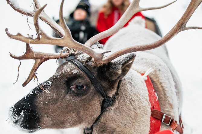 2km Sleigh Ride & Feeding Experience at Traditional Reindeer Farm - Practical Details Before You Book