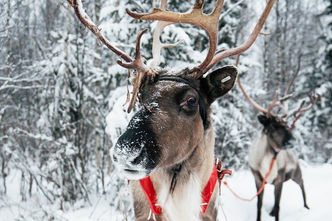 2km Sleigh Ride & Feeding Experience at Traditional Reindeer Farm - Meeting the Herder and Learning About Reindeer