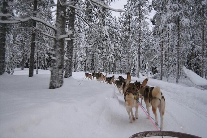 5KM Husky Sled Ride from Levi - Meeting the huskies before the ride