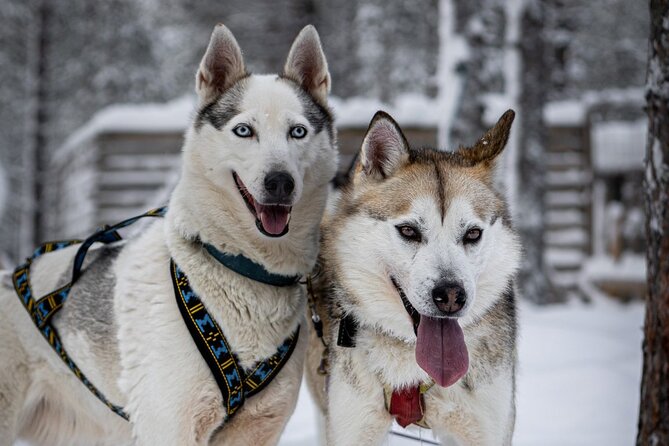 8-10km Husky Ride in the Taiga and Visit Other Farm Animals - Meeting the huskies and other farm animals