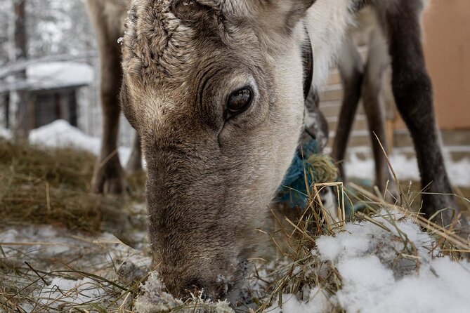 8-10km Husky Ride in the Taiga and Visit Other Farm Animals - What the open-fire stop is really like