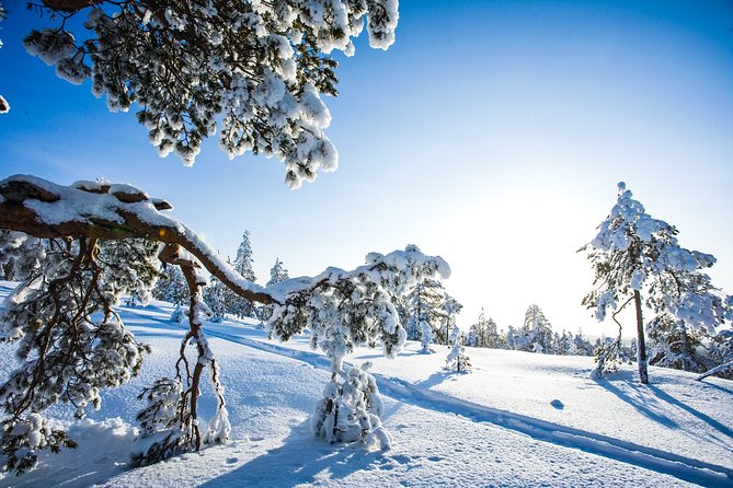 All Day Snowmobile Driving - Snow-covered forests, frozen lakes, and open country