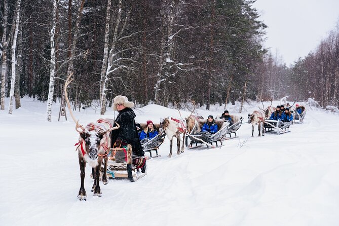 Apukka Reindeer Journey - A gentle sleigh ride through the snowy forest