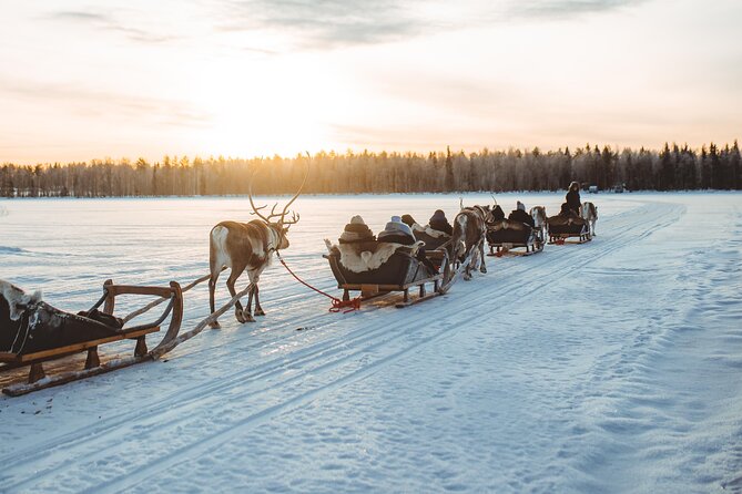 Apukka Reindeer Journey - Meeting the reindeer before the ride