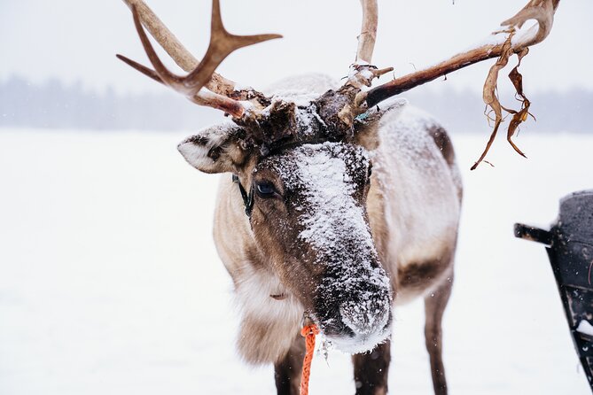 Apukka Reindeer Journey - The traditional sleigh route