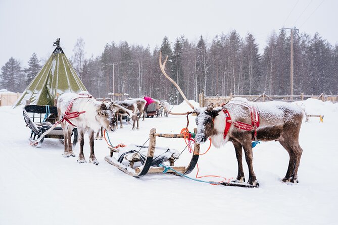 Apukka Reindeer Journey - Berry juice and biscuits in a kota