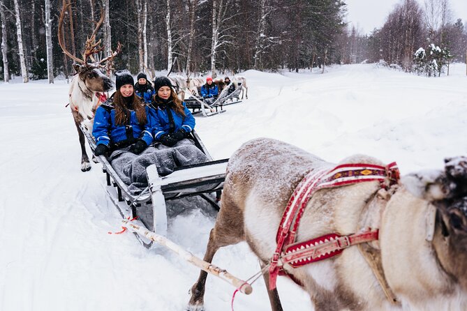Apukka Reindeer Journey - Photos, feeding, and time with the animals