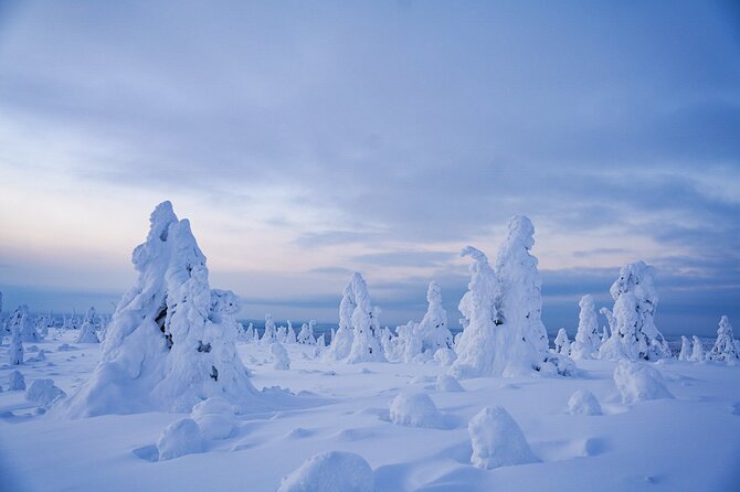 Arctic Adventure through Magical Frozen Forests of Riisitunturi - Key points to know before booking