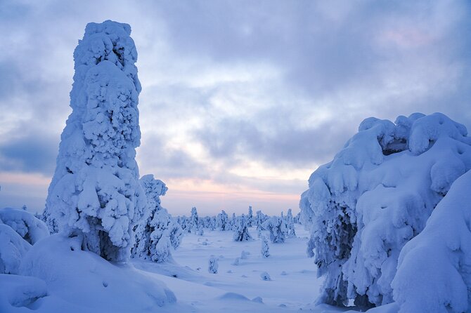 Arctic Adventure through Magical Frozen Forests of Riisitunturi - What the guide adds to the forest walk