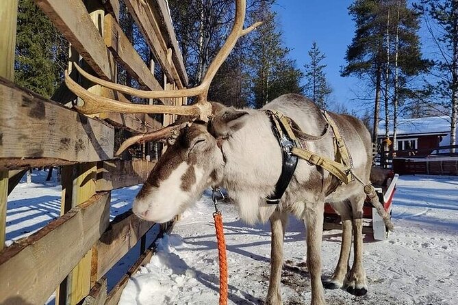 Arctic Animals Adventure with Lunch Buffet - Key things to know before booking