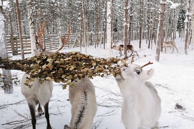Arctic Animals Adventure with Lunch Buffet - 9 a.m. pickup and the drive from Rovaniemi