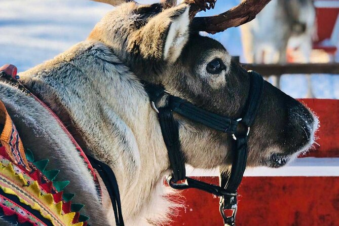 Arctic Animals Adventure with Lunch Buffet - Lunch at Ranua Wildlife Park