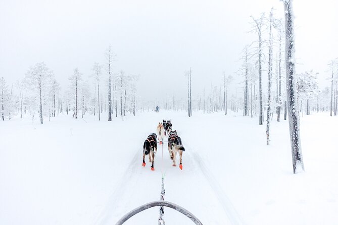 Arctic Animals Adventure with Lunch Buffet - Walking through Ranua Wildlife Park