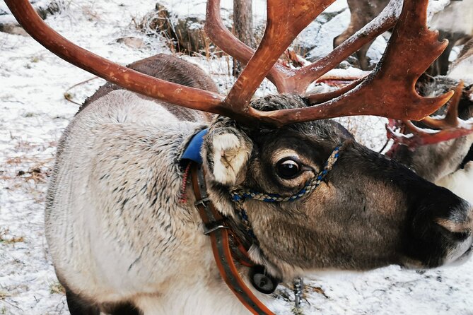 Arctic Animals Adventure with Lunch Buffet - The guides can shape the whole day