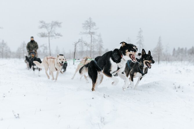 Arctic Animals Adventure with Lunch Buffet - Is the $299.82 price fair?