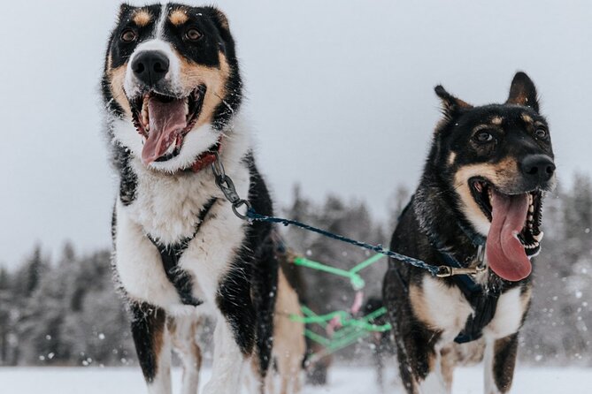 Arctic Animals Adventure with Lunch Buffet - Cold weather and practical planning