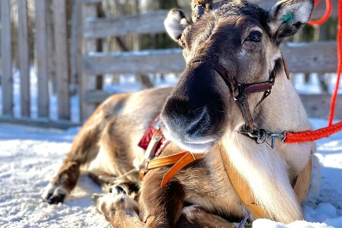 Arctic Animals Adventure with Lunch Buffet - Husky and reindeer rides at the Arctic farm