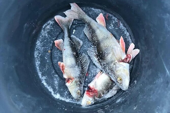 Arctic Circle Family Day - A bonfire meal with salmon