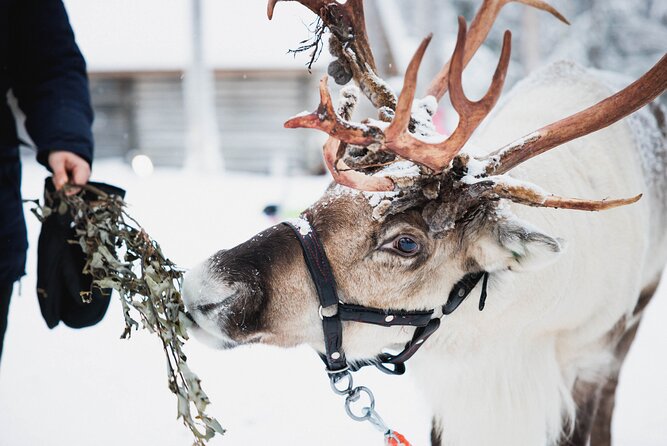 Arctic Circle Highlights Family Day - Husky sledding: a short ride with a big payoff