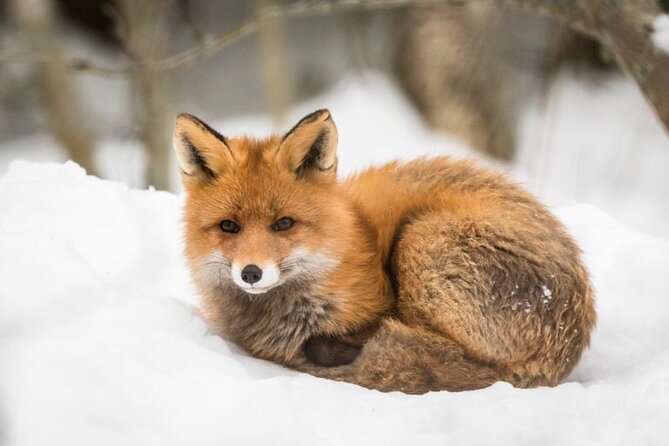 Arctic Polar Bear Adventure with Lunch in Rovaniemi! - Polar bears, Arctic foxes, and the question of luck