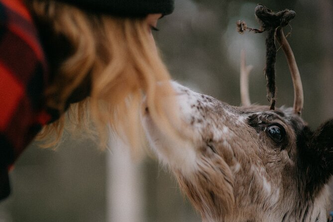 Arctic Reindeer Farm Experience with Snowshoeing in the Wild - A rustic cabin, a fire, and homemade food