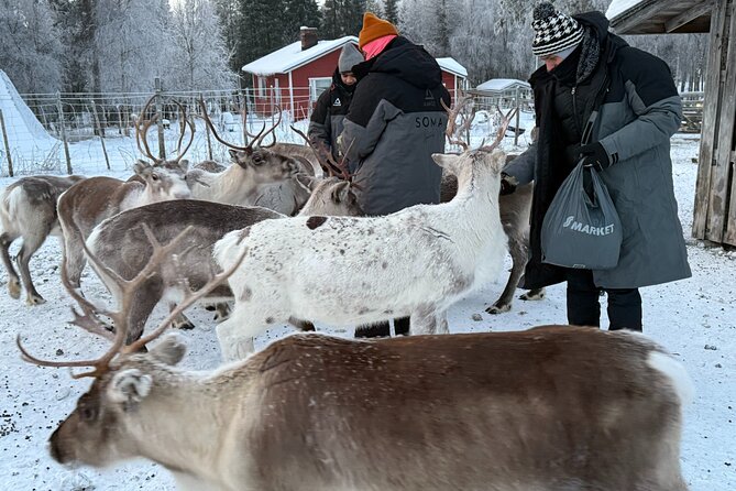 Authentic Reindeer Experience and Ice Fish with Lunch in the Wild - Who will enjoy this four-hour outing