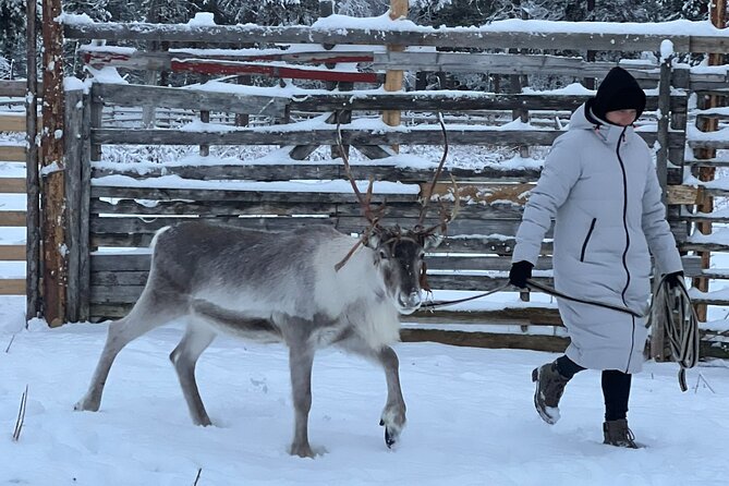 Authentic Reindeer Experience and Ice Fish with Lunch in the Wild - How this compares with a standard Levi excursion