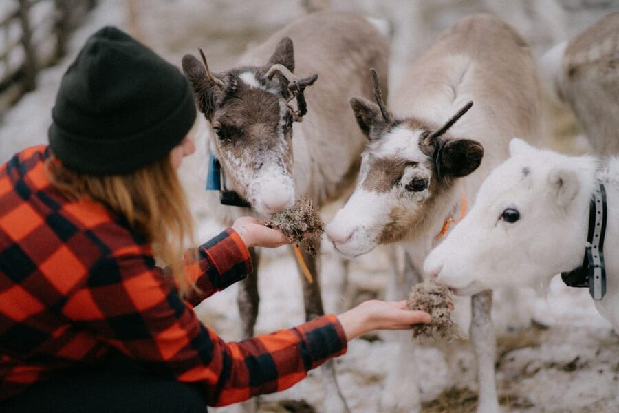 Authentic Reindeer Experience, Ice Fish & Lunch in the Wild - Cold-weather planning for the four-hour outing