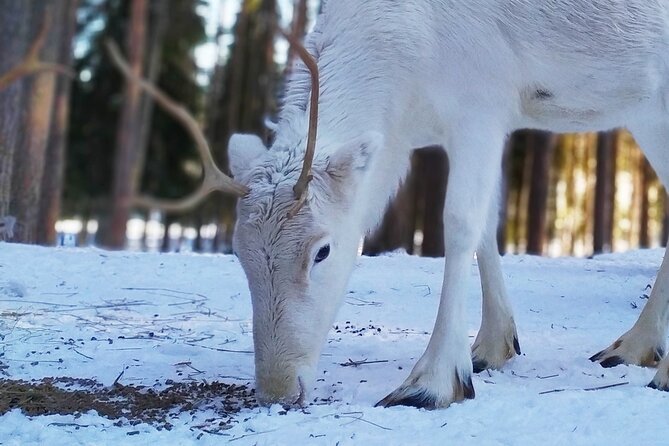 Authentic Reindeer Farm Experience in Rovaniemi - Meeting the herders and their reindeer