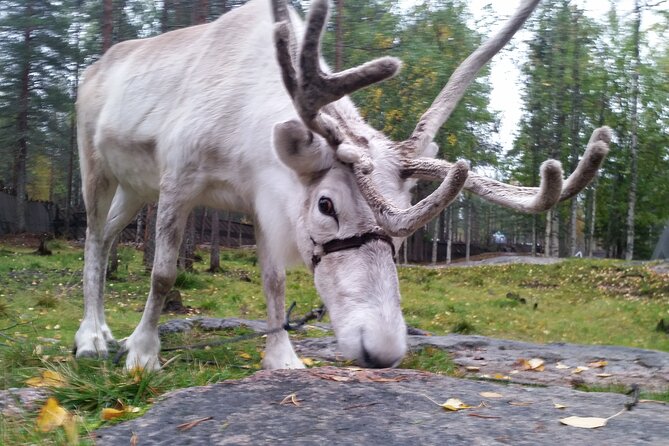 Authentic Reindeer Farm Experience in Rovaniemi - Who should book this farm visit?