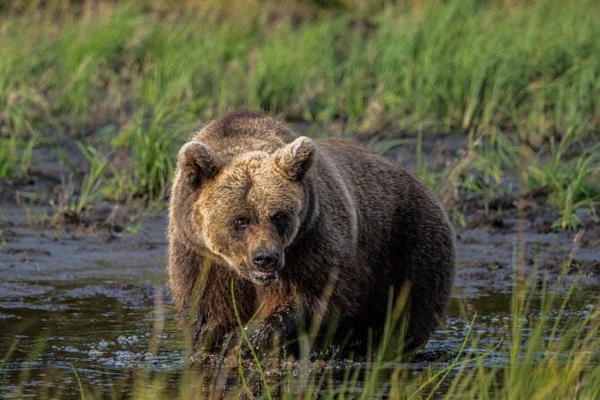 Bear and Arctic Animals 2 Day Trip from Rovaniemi - Key points to know before booking