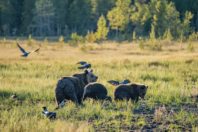 Bear and Arctic Animals 2 Day Trip from Rovaniemi - Meeting Lapland’s reindeer at an authentic farm