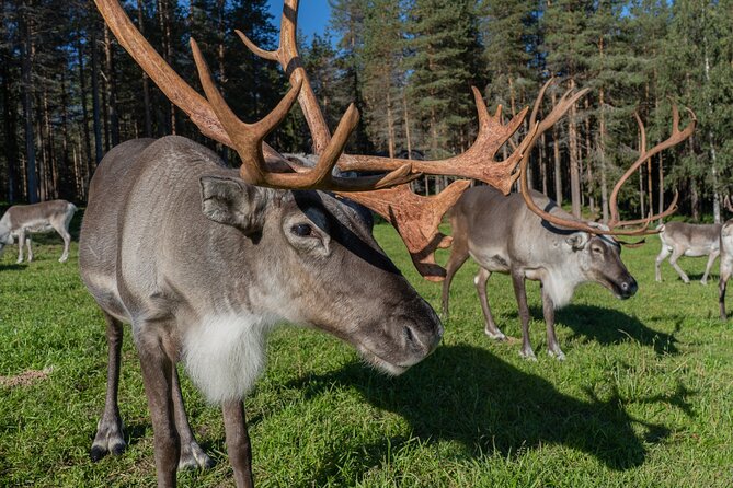 Bear and Arctic Animals 2 Day Trip from Rovaniemi - A close look at about 45 Greenland dogs