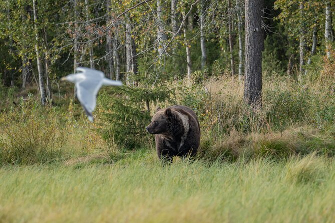 Bear and Arctic Animals 2 Day Trip from Rovaniemi - Sleeping in a wilderness hut