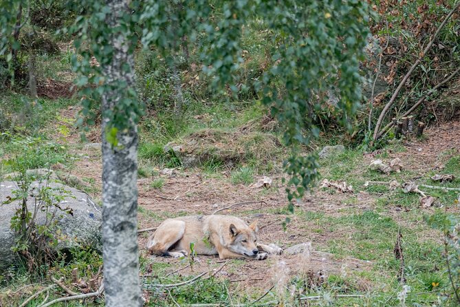 Bear and Arctic Animals 2 Day Trip from Rovaniemi - Ranua Wildlife Park for the second morning