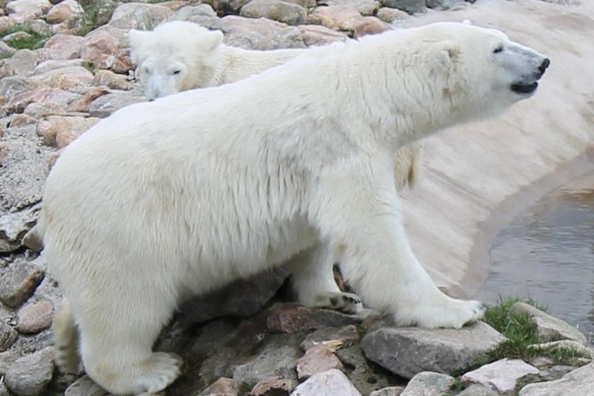 Bus to Ranua Zoo from Rovaniemi - Following Ranua Zoo’s Arctic Wildlife Trail