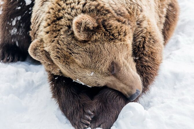 Bus to Ranua Zoo from Rovaniemi - Booking, Pickup, and Cancellation Details