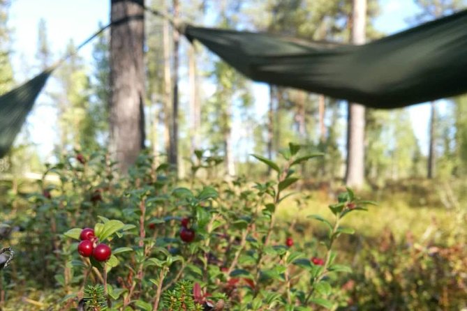 Cocooning in the HaliPuu forest: The ultimate Arctic hammock relaxation - Warm blackcurrant juice, snack, and the walk back