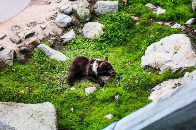 Day Trip to Ranua Arctic Wildlife Park from Rovaniemi