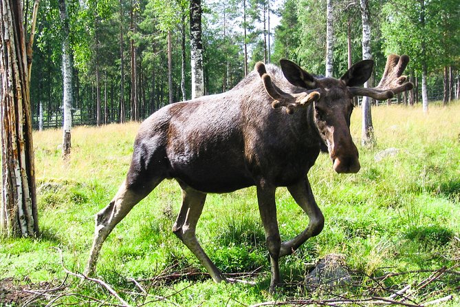 Day Trip to Ranua Arctic Wildlife Park from Rovaniemi - Is $157.74 a Fair Price?