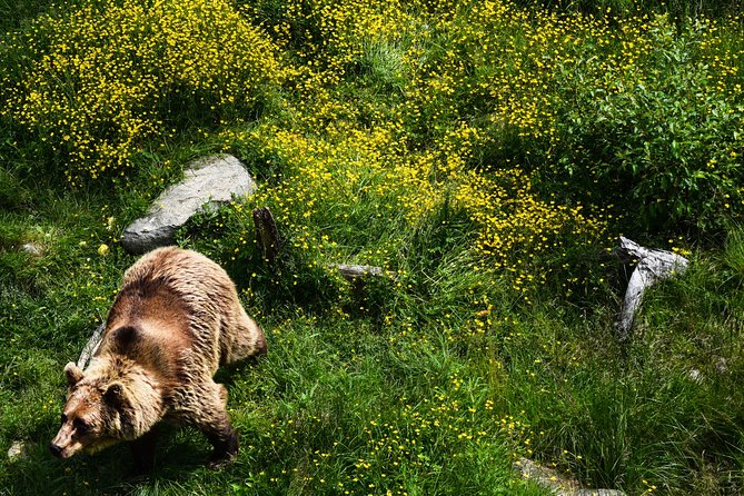 Day Trip to Ranua Arctic Wildlife Park from Rovaniemi - Booking Details That Matter