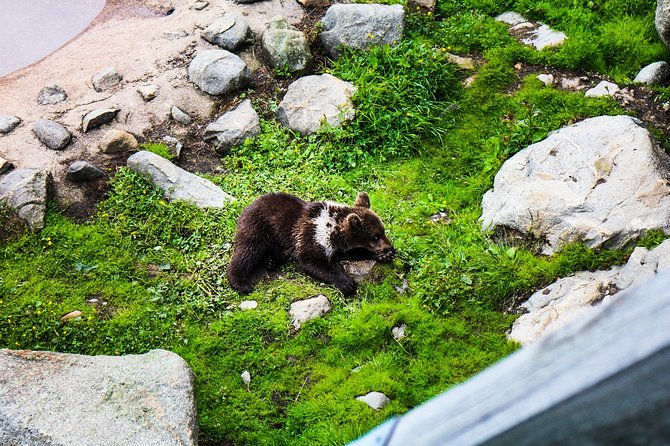 Day Trip to Ranua Arctic Wildlife Park from Rovaniemi - Walking Among About 50 Arctic Species