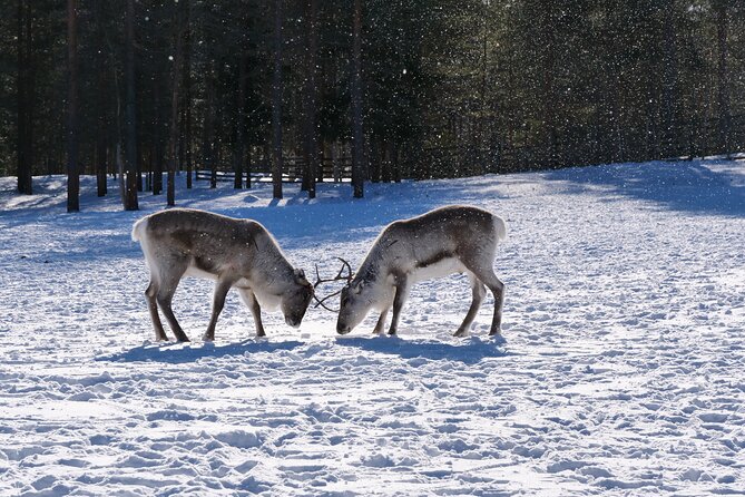 Discover Inari: Reindeer Farm, Siida Museum & Open Fire Lunch - Starting at Siida, where northern life gets context