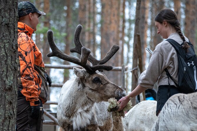 Electric Fatbike Trip to the Reindeer Farm - Feeding reindeer up close