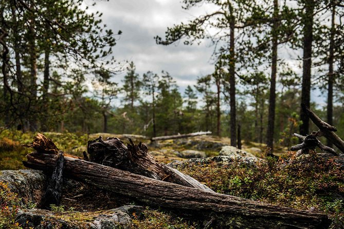 Explore the Wilderness (Summer & Autumn) - Why this Rovaniemi photography trip is different