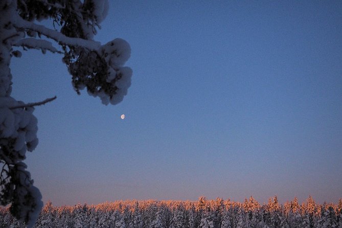 Explore Winter Woods: Snowshoe walk with local Biologist - Why this snowshoe walk feels different from a standard Lapland outing