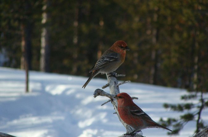 Explore Winter Woods: Snowshoe walk with local Biologist - Best time to choose this experience